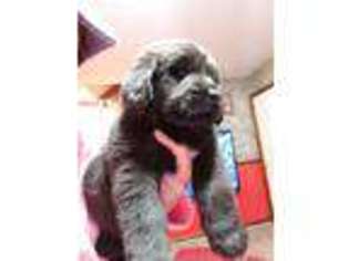 Newfoundland Puppy for sale in Baltimore, MD, USA