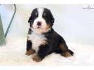 Bernese Mountain Dog Puppy for sale in Wausau, WI, USA