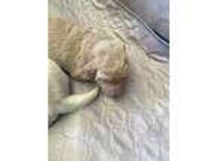 Labradoodle Puppy for sale in Reno, NV, USA