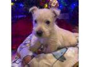 Scottish Terrier Puppy for sale in Lancing, TN, USA