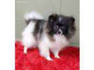 Pomeranian Puppy for sale in San Luis Obispo, CA, USA