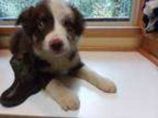 Australian Shepherd Puppy for sale in Portland, OR, USA