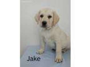 Labrador Retriever Puppy for sale in Kane, PA, USA