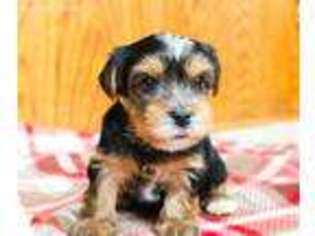 Yorkshire Terrier Puppy for sale in Thousand Oaks, CA, USA