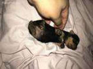 Yorkshire Terrier Puppy for sale in Washington, DC, USA