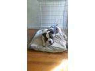 American Bulldog Puppy for sale in UPPER MARLBORO, MD, USA