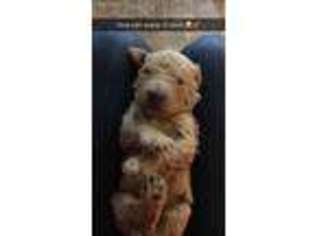 Goldendoodle Puppy for sale in Olney, IL, USA