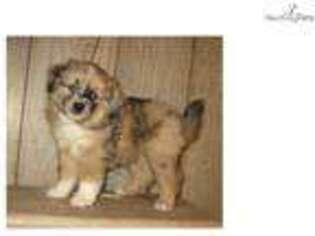 Australian Shepherd Puppy for sale in Saint Cloud, MN, USA
