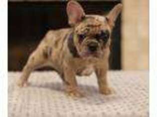 French Bulldog Puppy for sale in Lafayette, LA, USA