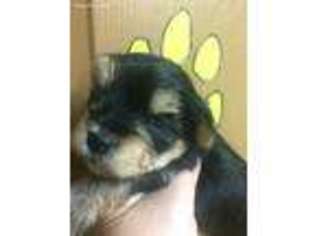 Yorkshire Terrier Puppy for sale in Norris City, IL, USA