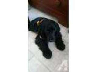 Cocker Spaniel Puppy for sale in NEW HAVEN, CT, USA