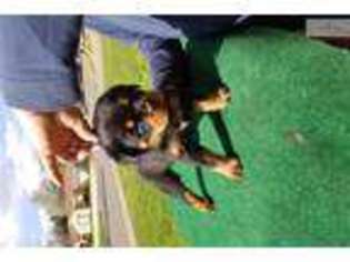 Rottweiler Puppy for sale in Sacramento, CA, USA