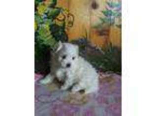 Maltese Puppy for sale in New Holland, PA, USA