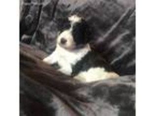 Border Collie Puppy for sale in Leola, SD, USA