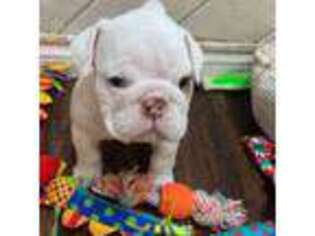 Bulldog Puppy for sale in Lubbock, TX, USA
