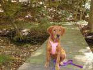Golden Retriever Puppy for sale in SAINT CLAIRSVILLE, OH, USA