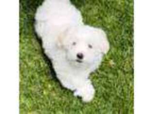 Maltese Puppy for sale in Encino, CA, USA