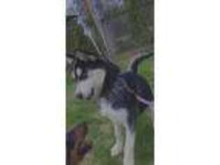 Siberian Husky Puppy for sale in Catonsville, MD, USA