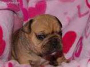 Bulldog Puppy for sale in Luray, VA, USA