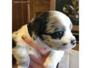 Miniature Australian Shepherd Puppy for sale in Franklinton, LA, USA