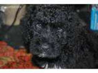 Schnoodle (Standard) Puppy for sale in Diamond, OH, USA