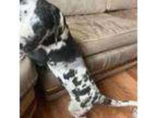 Great Dane Puppy for sale in Peyton, CO, USA
