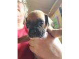 Boxer Puppy for sale in Glenfield, NY, USA