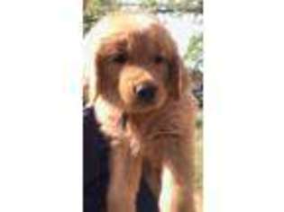 Golden Retriever Puppy for sale in Wellford, SC, USA