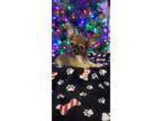Chihuahua Puppy for sale in Springville, NY, USA