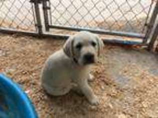 Labrador Retriever Puppy for sale in Walterboro, SC, USA