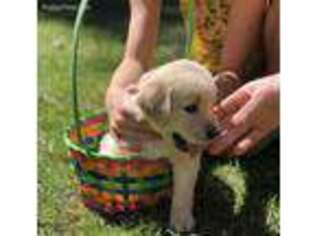 Golden Retriever Puppy for sale in Jonesville, MI, USA