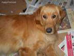 Golden Retriever Puppy for sale in South Wayne, WI, USA
