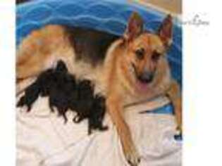 German Shepherd Dog Puppy for sale in Saint Augustine, FL, USA