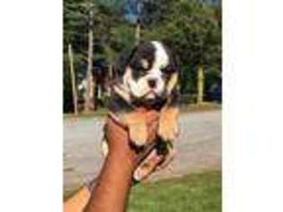 Bulldog Puppy for sale in Decatur, GA, USA