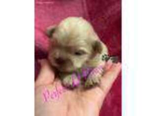 Mutt Puppy for sale in Middletown, NY, USA