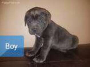 Cane Corso Puppy for sale in Kansas City, KS, USA
