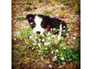 Border Collie Puppy for sale in New Florence, PA, USA