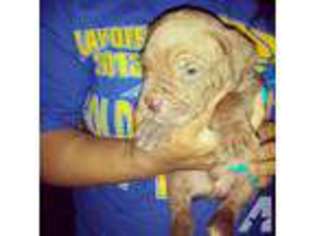 Cane Corso Puppy for sale in SAN BRUNO, CA, USA