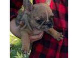 French Bulldog Puppy for sale in Pardeeville, WI, USA