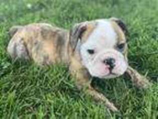 Bulldog Puppy for sale in Montoursville, PA, USA