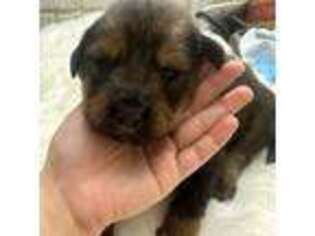 Tibetan Mastiff Puppy for sale in Knoxville, TN, USA