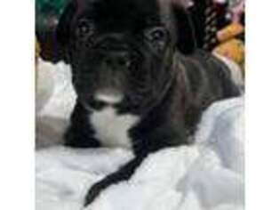 French Bulldog Puppy for sale in Lake City, SC, USA