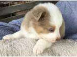 Miniature Australian Shepherd Puppy for sale in Lufkin, TX, USA