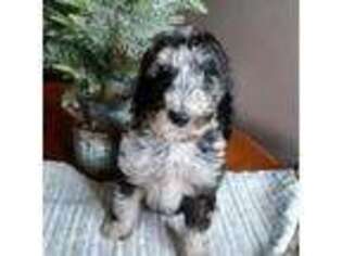 Mutt Puppy for sale in Delphos, OH, USA