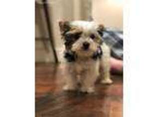 Biewer Terrier Puppy for sale in Terryville, CT, USA