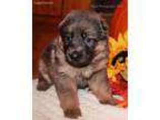German Shepherd Dog Puppy for sale in Union, MI, USA