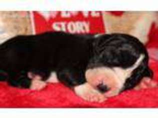 Great Dane Puppy for sale in Summertown, TN, USA
