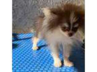 Pomeranian Puppy for sale in Santa Ana, CA, USA