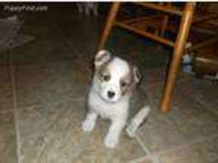 Pembroke Welsh Corgi Puppy for sale in Mount Pleasant Mills, PA, USA