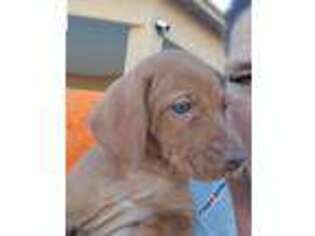 Vizsla Puppy for sale in Yuma, AZ, USA